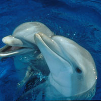 ジェノヴァ水族館