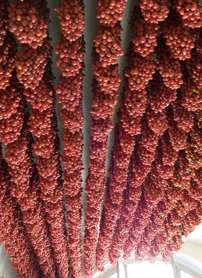 南イタリア産のトマト