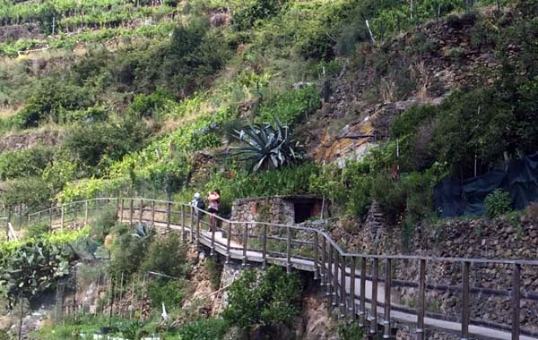 ブドウ園の遊歩道